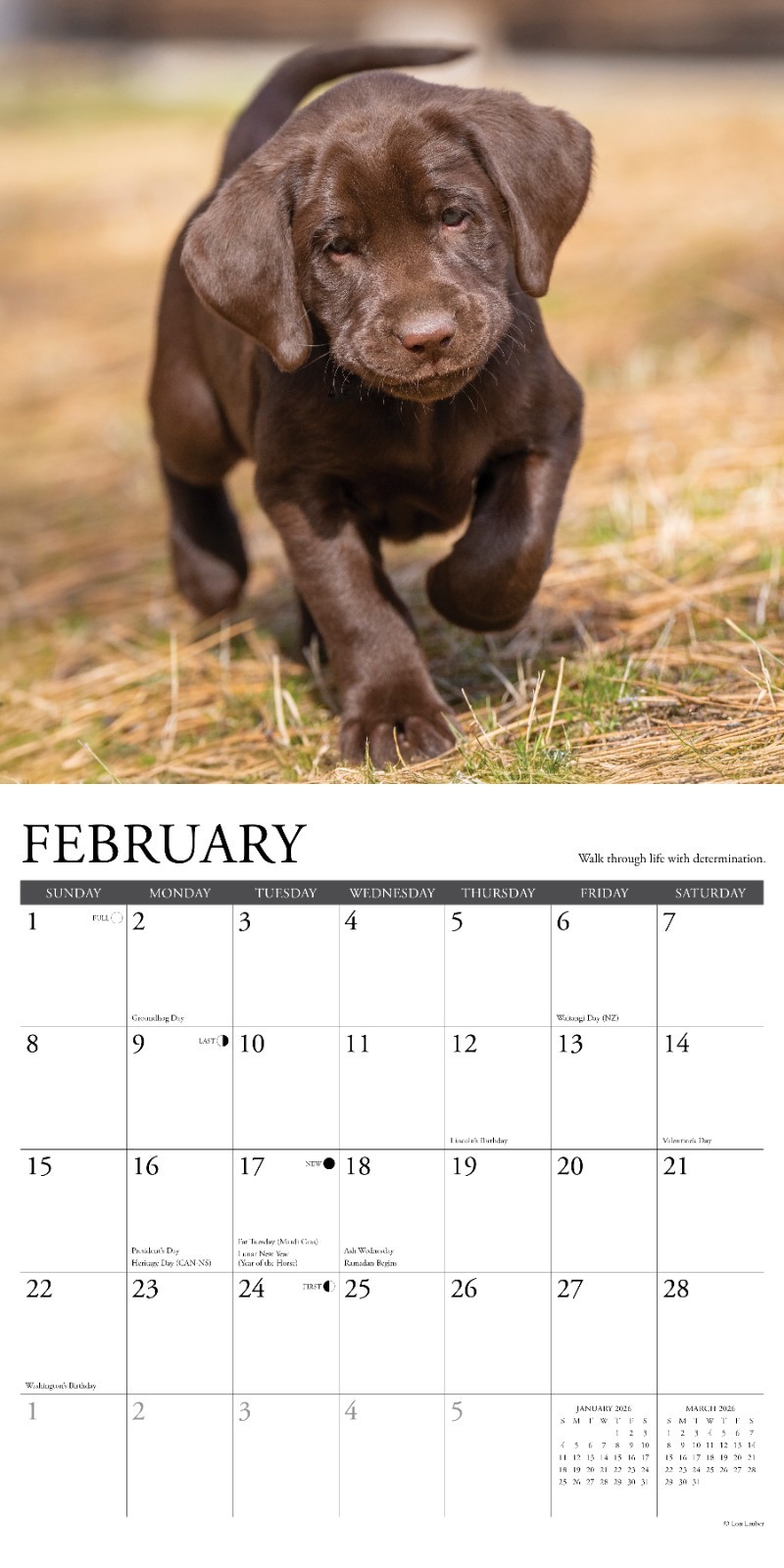 What Labs Teach Us 2026 12″ x 12″ Wall Calendar (free shipping)
