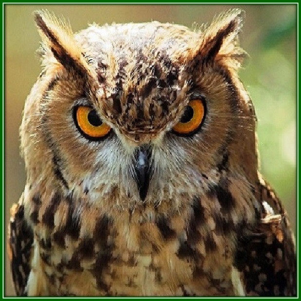 30 Custom Wise Owl Personalized Address Labels