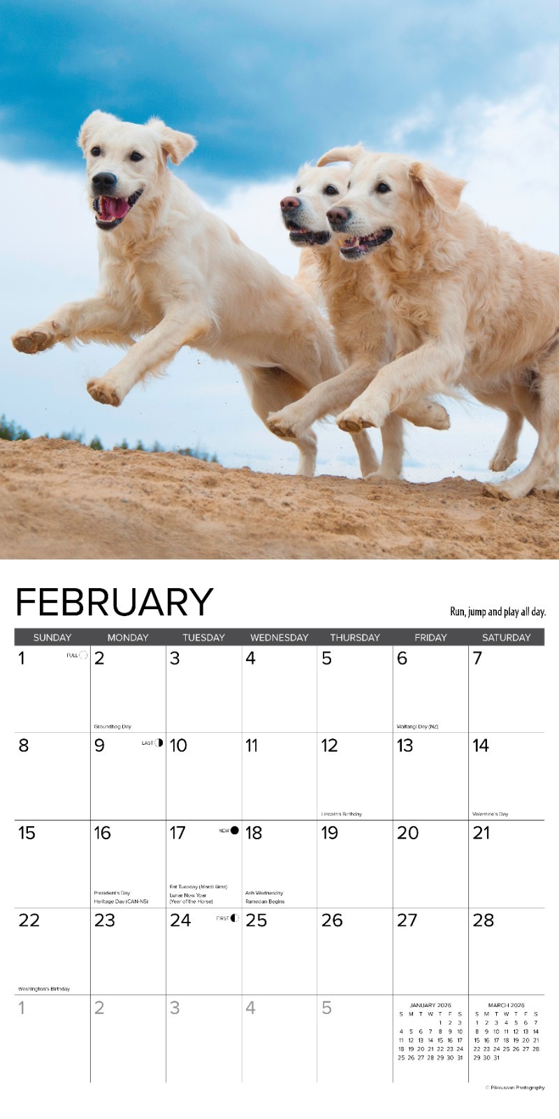 What Goldens Teach Us 2026 12″ x 12″ Wall Calendar (free shipping)