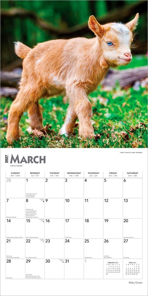 Baby Goats | 2027 12×24″ (Hanging) Monthly Square Wall Calendar | Plastic-Free